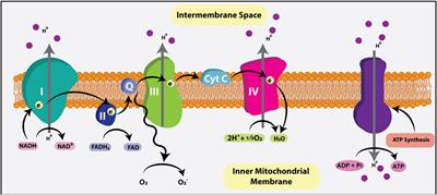 Beyond Genetics: The Role of Metabolism in Photoreceptor Survival, Development and Repair